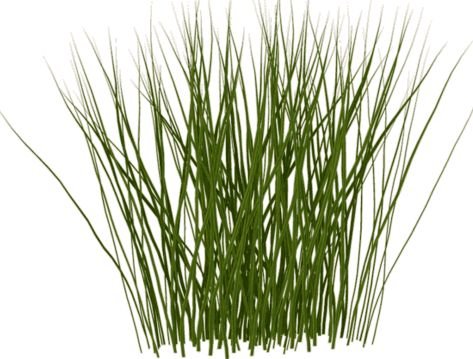 Пучок травинок