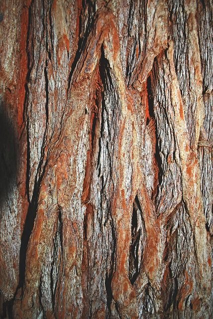 Skin the Color of Bark