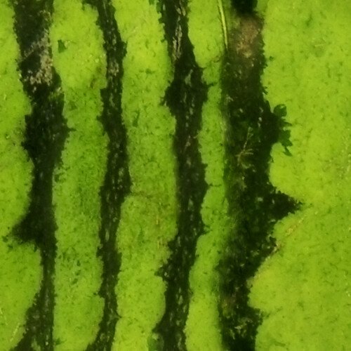 Текстура арбуза