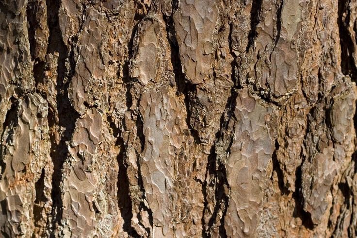 Бороздчатая кора