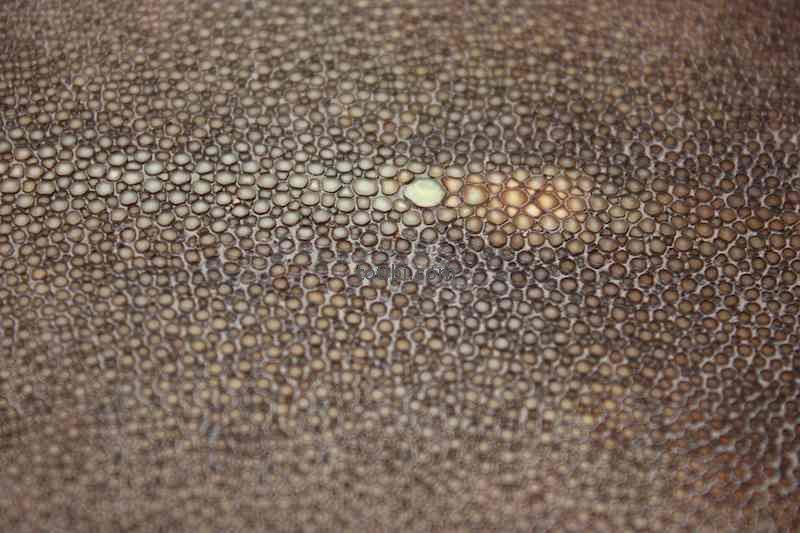 Кожа ската текстура