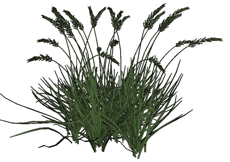 Ковыль мятлик Типчак это