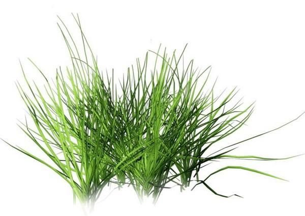 Растения без фона