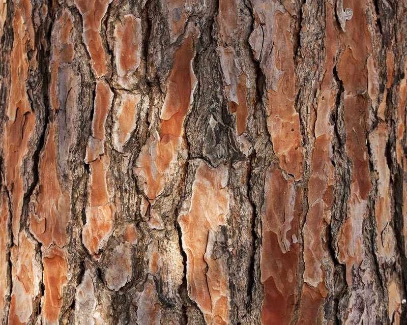 Текстура коры сосны
