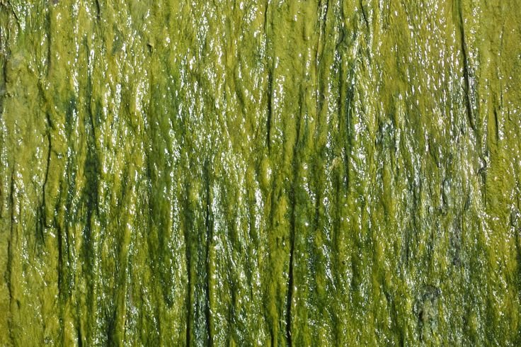 Мох текстура