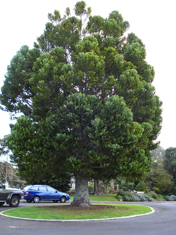 Агатис даммара