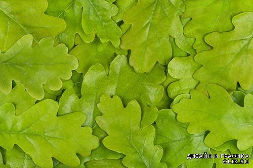 Текстура листвы дуба