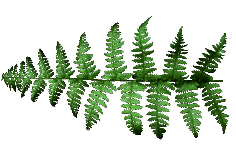 Лист папоротника