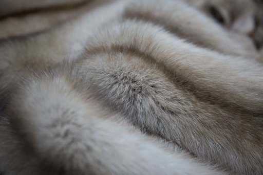 Шкурка соболя