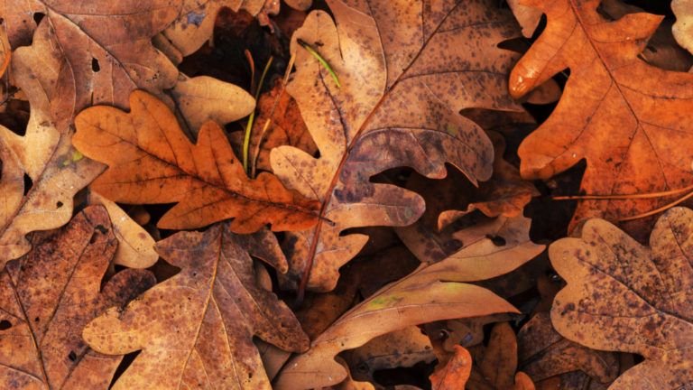 Лист дуба фото