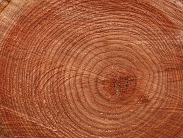 Сибирская лиственница годичные кольца