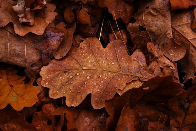 Текстура дубовых листьев