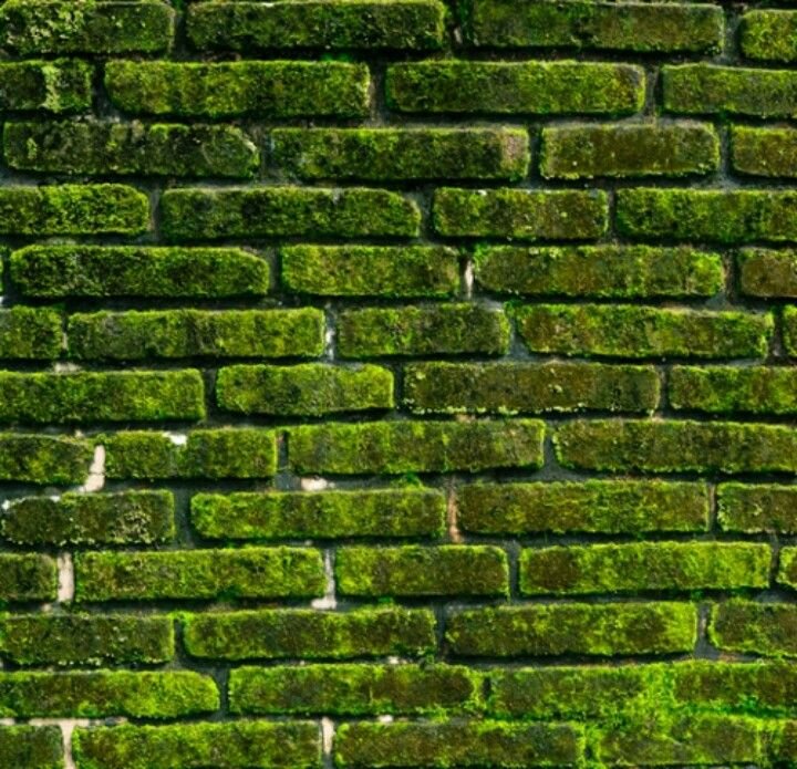 Замшелый кирпич