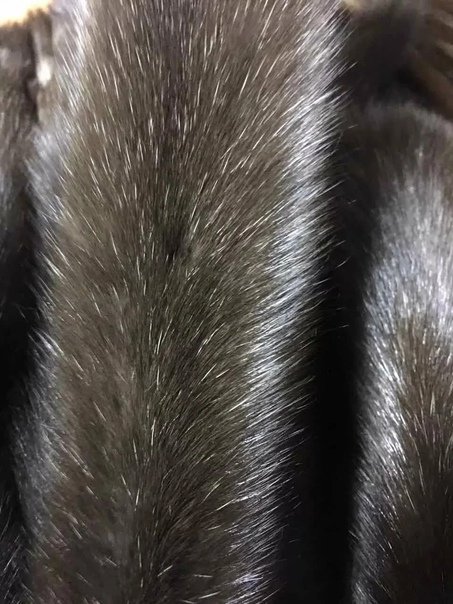 Мех синева соболя