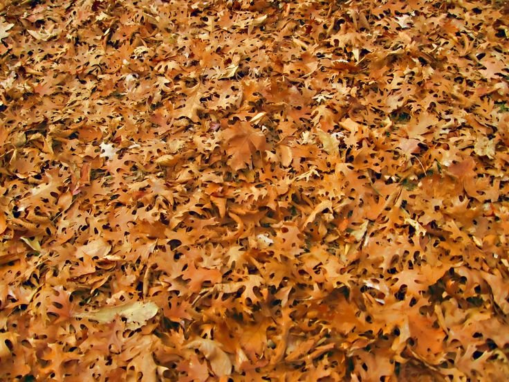 Текстура листвы дуба