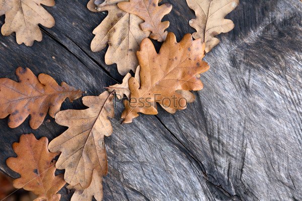 Дубовый лист