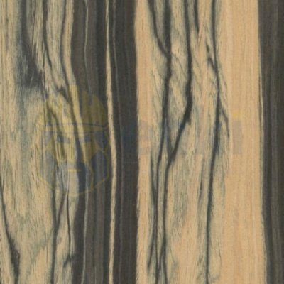 Шпон белый Эбен