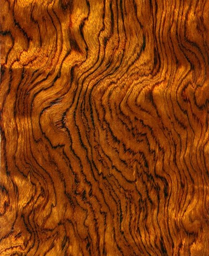 Бубинга дерево