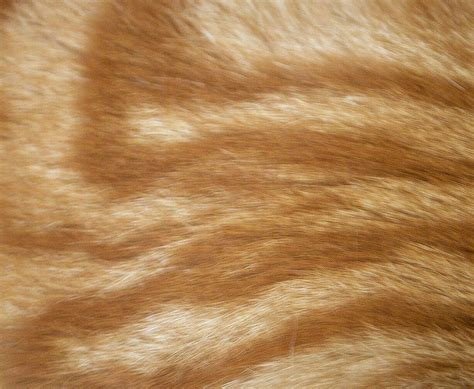 Текстура шерсти