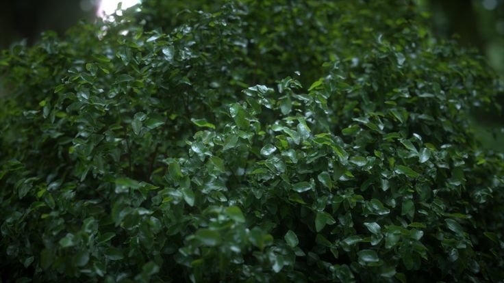 Акация лист текстура Megascans