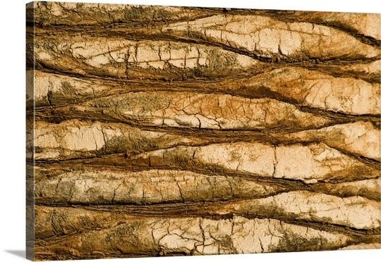 Текстура пальмового дерева