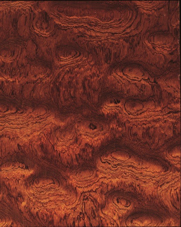 Бубинга дерево