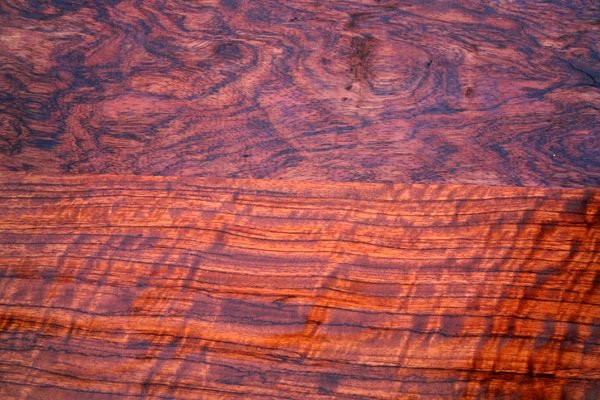 Бубинга дерево