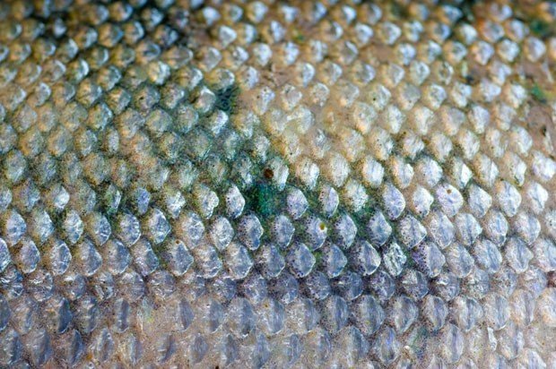 Чешуя Салмон