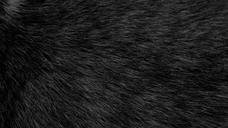 Текстура шерсти