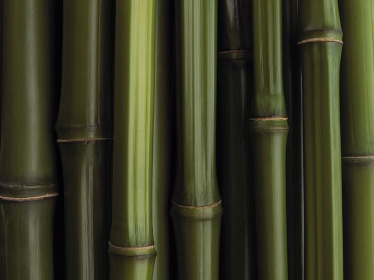 "Bamboo" "Bamboo. Bamboo (LP)"