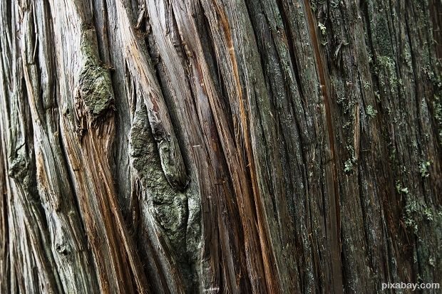 Кедр текстура древесины