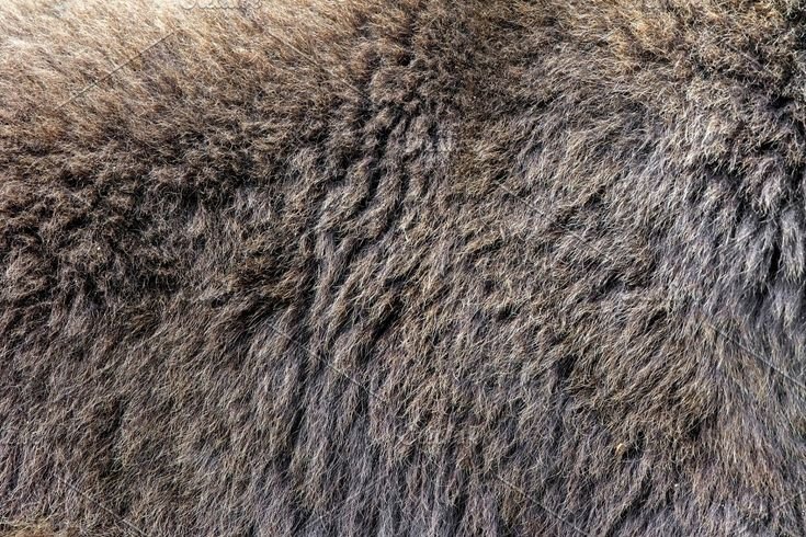 Мех медведя