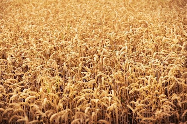 Поле пшеницы