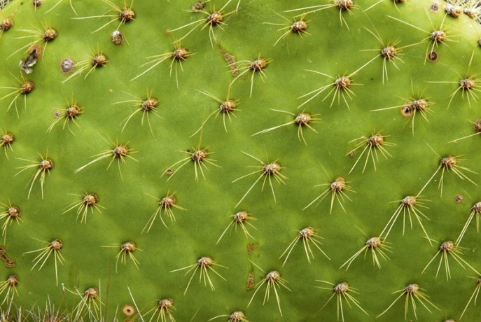 Колючки кактуса