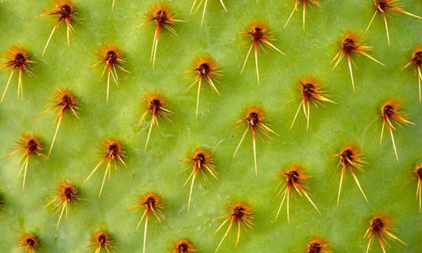 Текстура кактуса