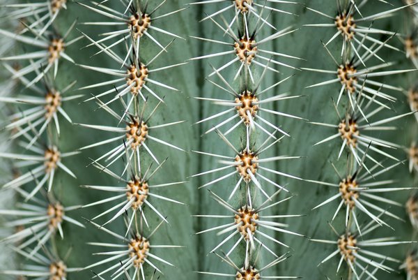 Текстура кактуса