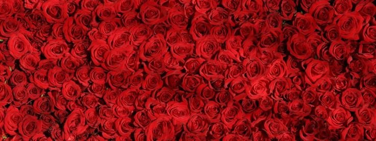 Фон из красных роз