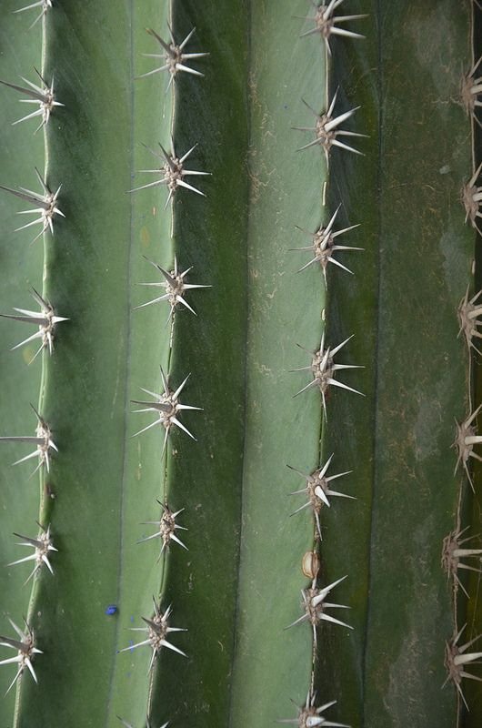 Текстура кактуса