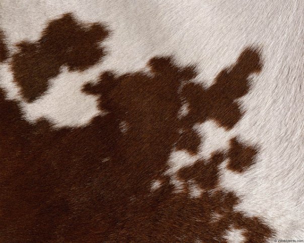 Шкура коровы