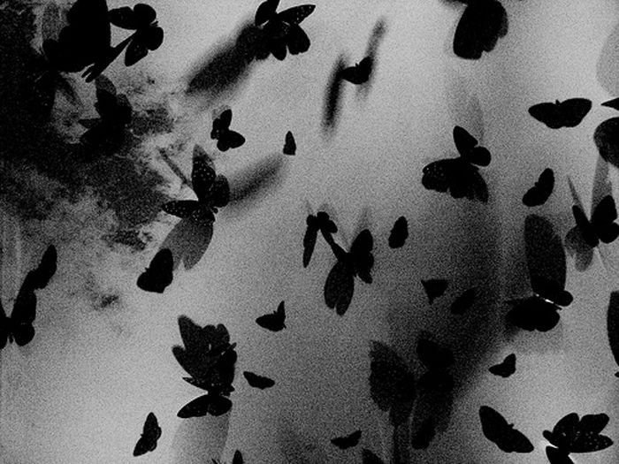 Черные бабочки Эстетика