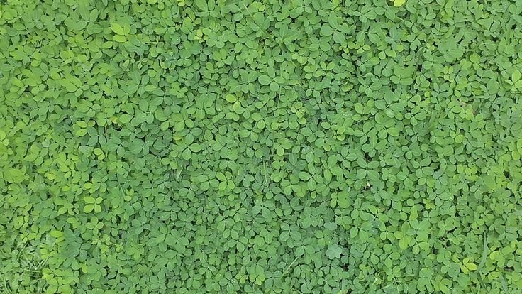 Трава фактура мелкая