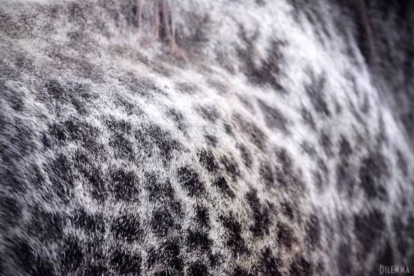 Текстура шерсти лошади