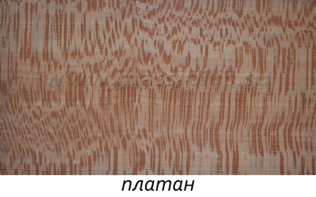 Платан структура дерева