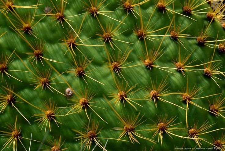 Текстура кактуса