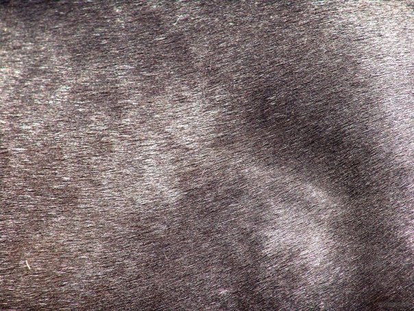 Текстура лошадиной шерсти