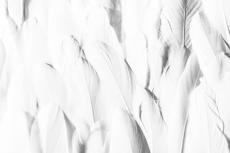 Перья текстура