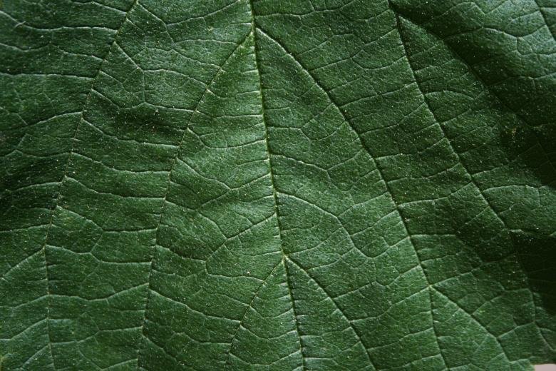 Фактура листвы