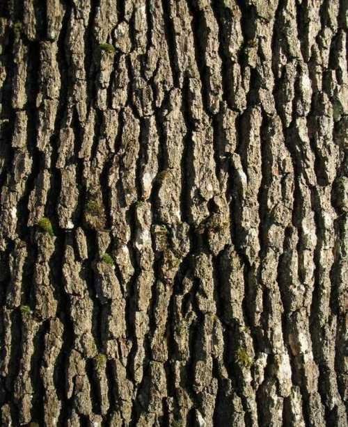 Дуб черешчатый кора