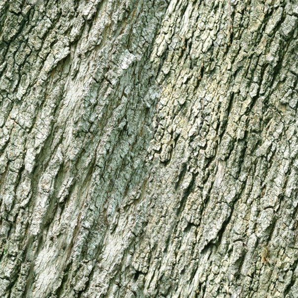 Липа текстура