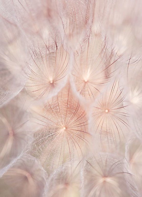 Цветы в пастельных тонах